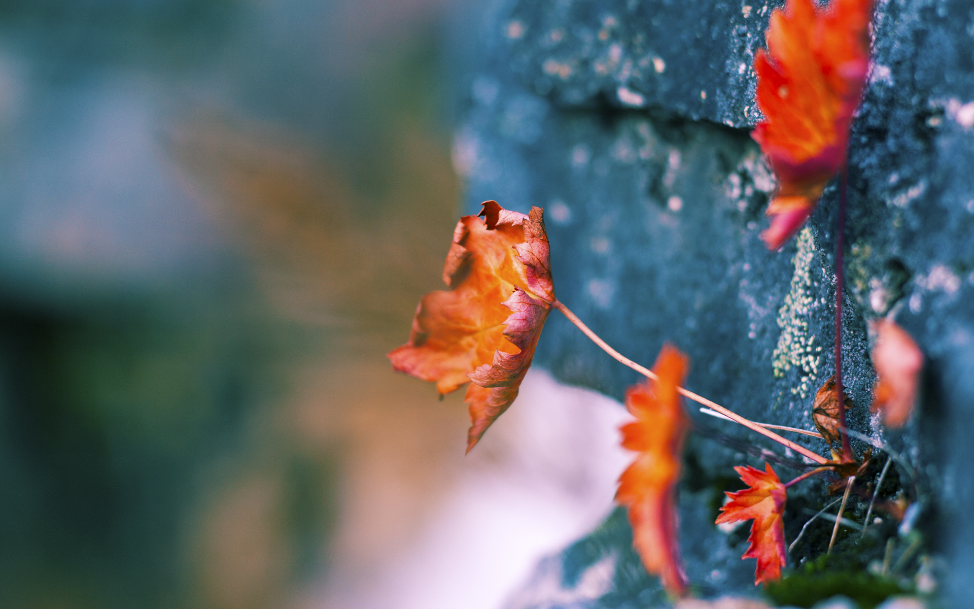 尤文图斯豪取客场胜利,晋级前景光明,尤文图斯官宣