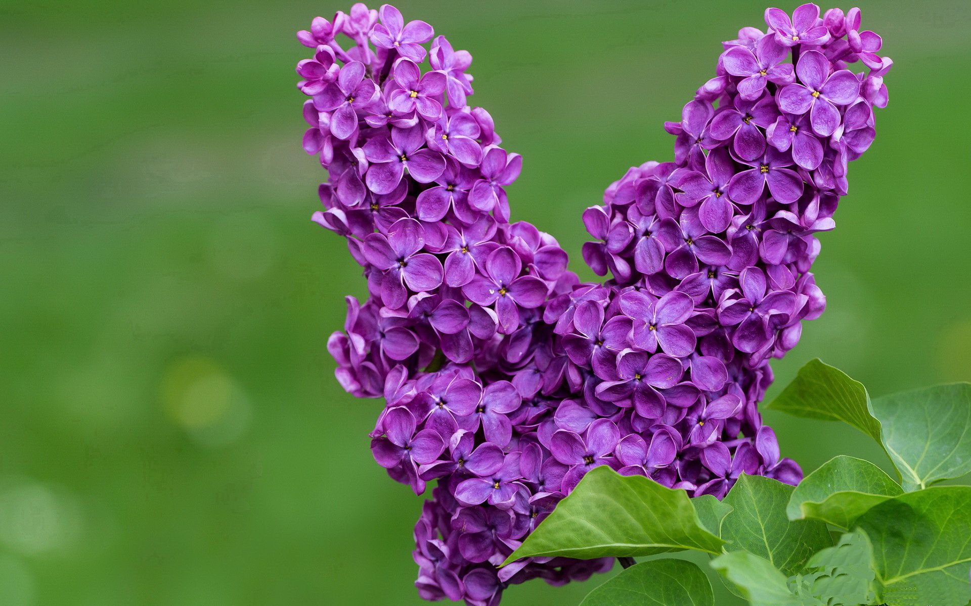 九游娱乐登录-巴萨势不可挡，力争击败圣保罗队，sergio巴萨