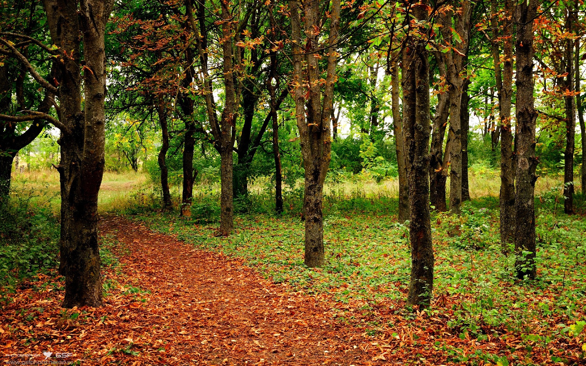 Nine Gaming-“东桃花岛缆绳滑水：速度与自由的极致展现”