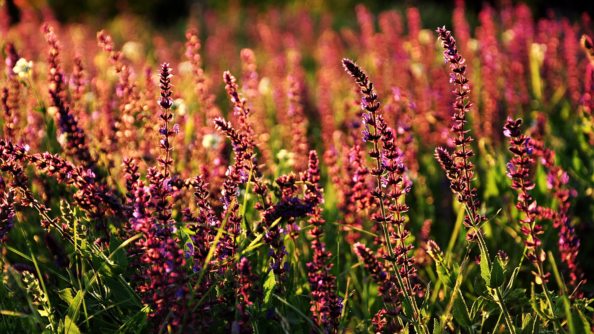 中卫持球推进能力是否成为球探评估关键,中卫球员