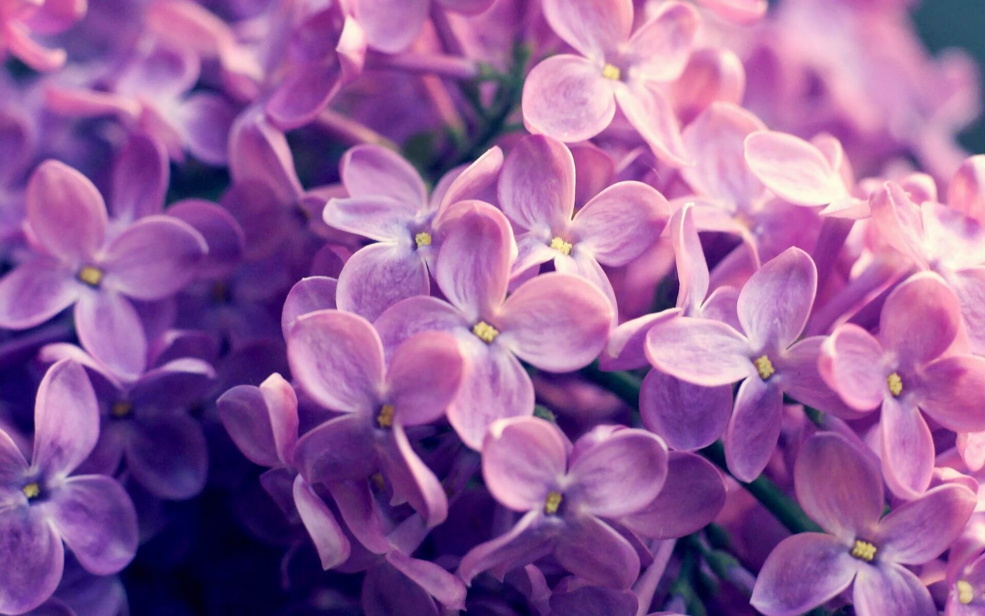 美国队在国际乒联混合团体世界杯中的技术创新与配合,美国队乒乓球选手