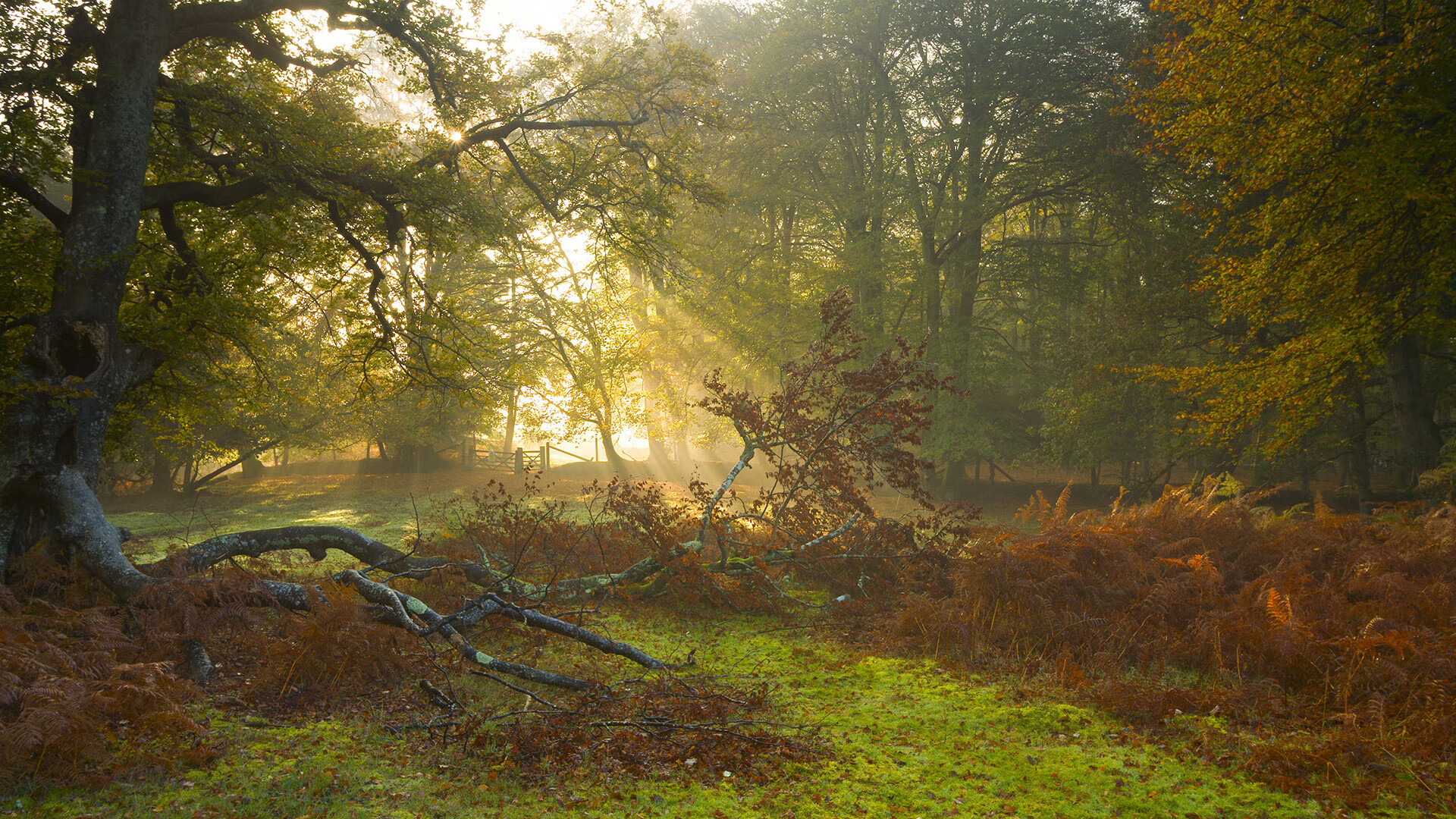 法甲未来之星:新秀风采尽显风流!,法甲小将